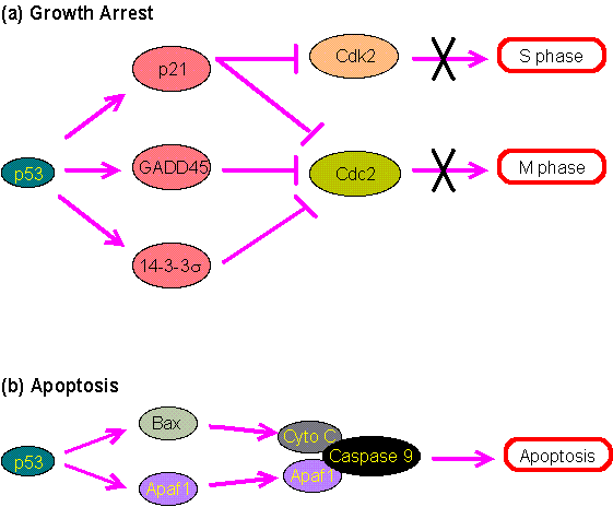 Primary information of p53 gene Biology Diagrams