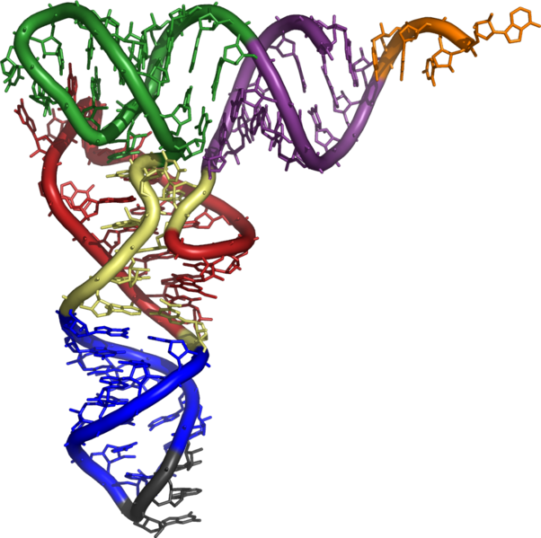 File:3d tRNA.png